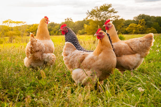 Alerte – cas d’influenza aviaire détecté dans la MRC du Val-Saint-François